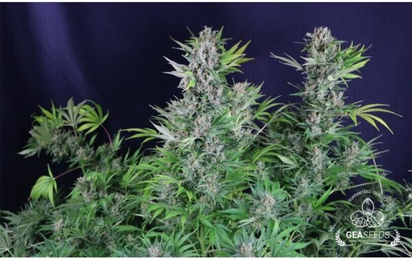 AK  FEMINIZADA - GEASEEDS - Imagen 2