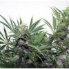 CRITICAL PURPLE FEMINIZADA - GEASEEDS - Imagen 4