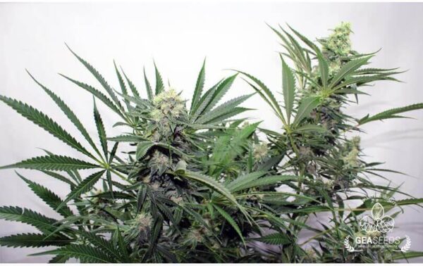 CRITICAL PURPLE FEMINIZADA - GEASEEDS - Imagen 4