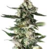 CRITICAL PURPLE FEMINIZADA - GEASEEDS