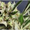 CRITICAL PURPLE FEMINIZADA - GEASEEDS - Imagen 3