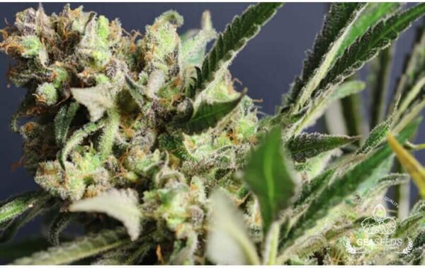 CRITICAL PURPLE FEMINIZADA - GEASEEDS - Imagen 3