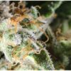CRITICAL PURPLE FEMINIZADA - GEASEEDS - Imagen 2