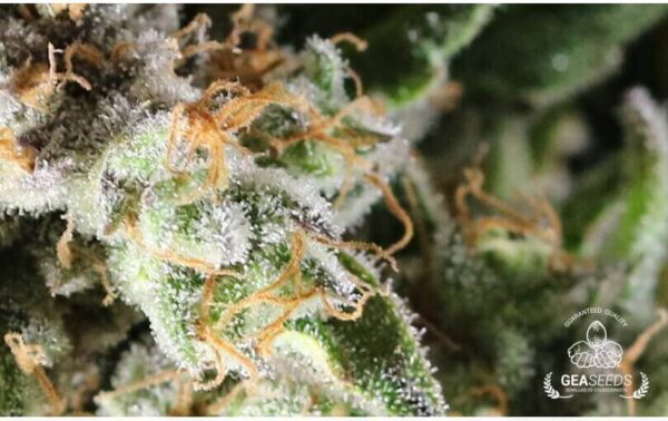 CRITICAL PURPLE FEMINIZADA - GEASEEDS - Imagen 2