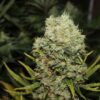 HARD DIESEL FEMINIZADA - GEASEEDS - Imagen 2