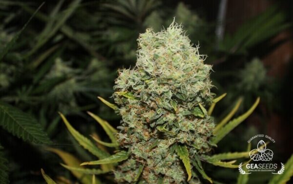 HARD DIESEL FEMINIZADA - GEASEEDS - Imagen 2