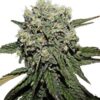 HARD DIESEL FEMINIZADA - GEASEEDS