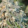 HARD DIESEL FEMINIZADA - GEASEEDS - Imagen 3
