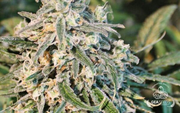 HARD DIESEL FEMINIZADA - GEASEEDS - Imagen 3