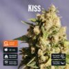 KISS PACK X 4 - KANNABIA