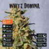 WHITE DOMINA PACK X 4 - KANNABIA