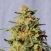 WHITE DOMINA PACK X 4 - KANNABIA - Imagen 2