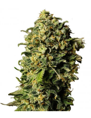 AUTO AK - GEASEEDS