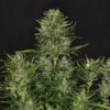 Dosdosidos auto PACK X 4 SEMILLAS - KANNABIA SEEDS