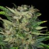 Dosdosidos auto PACK X 4 SEMILLAS - KANNABIA SEEDS - Imagen 4