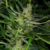Dosdosidos auto PACK X 4 SEMILLAS - KANNABIA SEEDS - Imagen 2