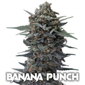 banana punch pack x 3 semillas
