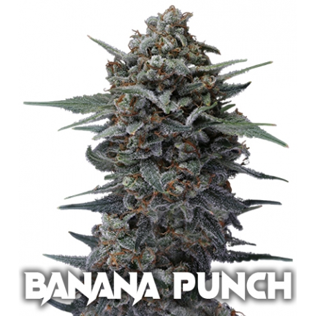 banana punch pack x 3 semillas