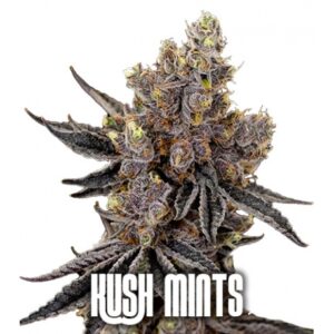 kush mints pack x 3 semillas