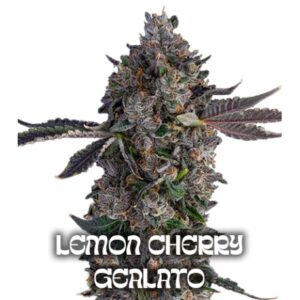 lemon cherry gealato pack x 3 semillas